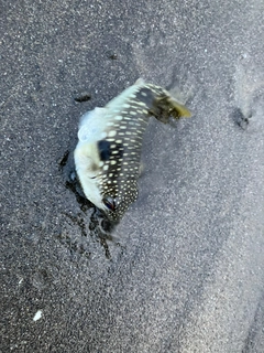 フグの釣果