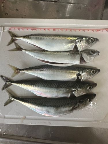 サバの釣果