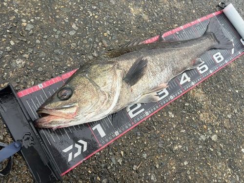 マルスズキの釣果