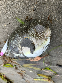 フグの釣果