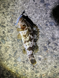 タケノコメバルの釣果