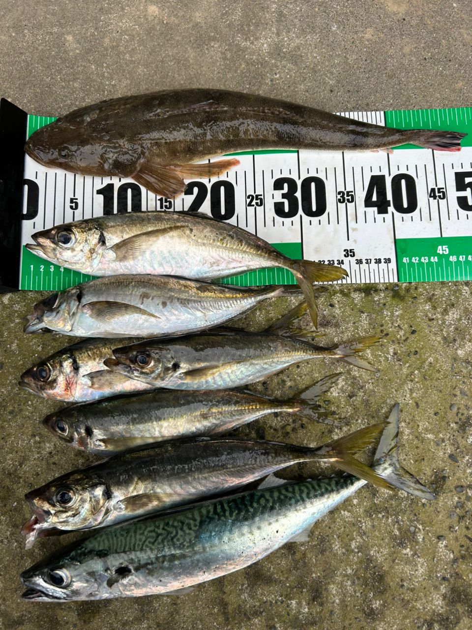 アジ
