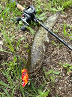 ナマズの釣果