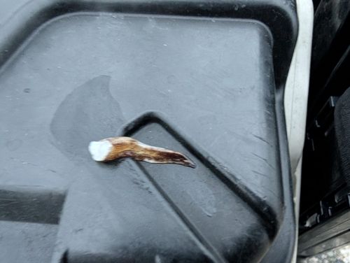 モンゴウイカの釣果