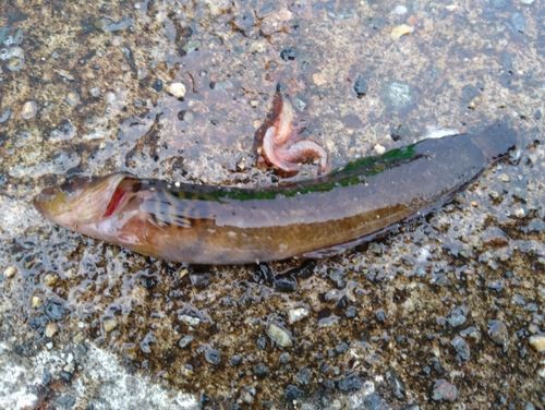 イソギンポの釣果