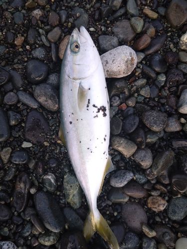 ワカシの釣果
