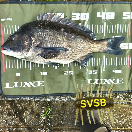 チヌの釣果