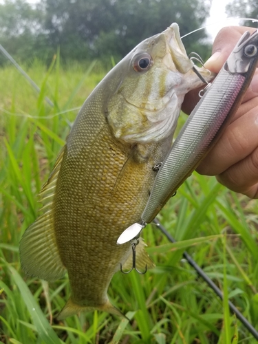 スモールマウスバスの釣果