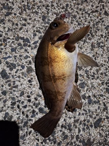 メバルの釣果