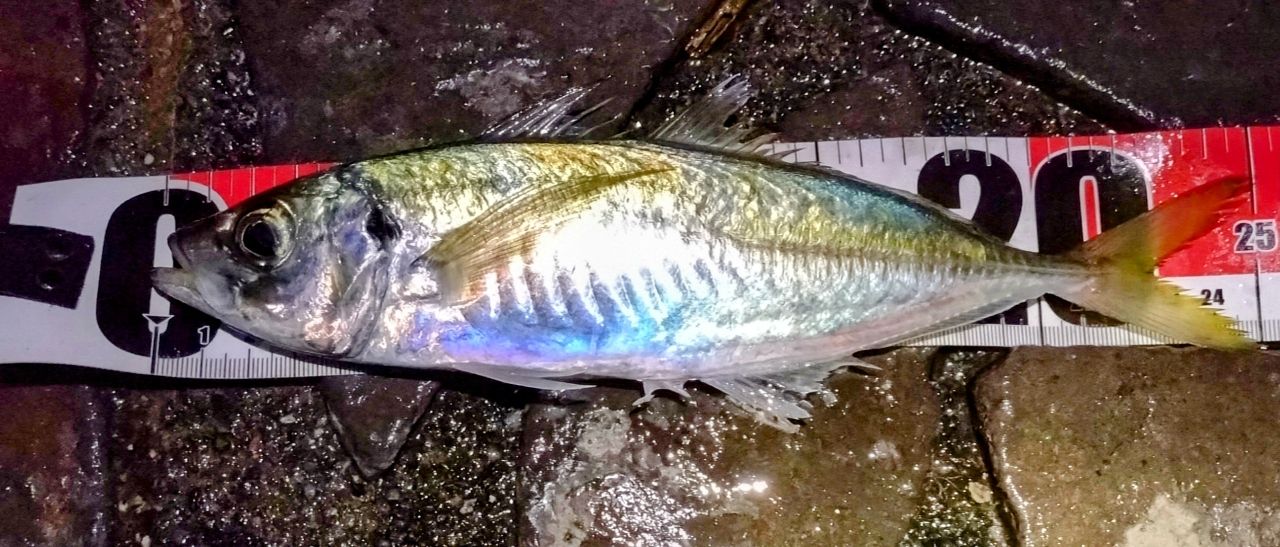 SHIMANO 17ソアレ CI4+ アジング S608UL-Sの最安値・インプレ