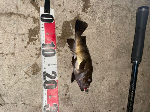 メバルの釣果