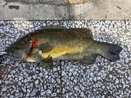 スモールマウスバスの釣果