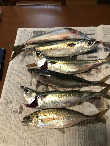 サバの釣果