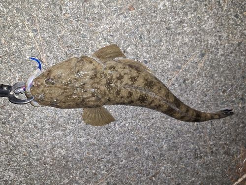 マゴチの釣果