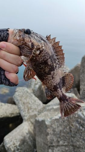 ソイの釣果
