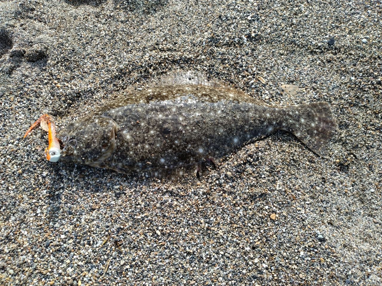 ヒラメ