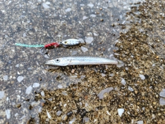 カマスの釣果