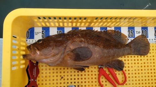 キジハタの釣果