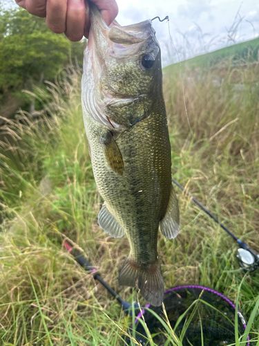 ラージマウスバスの釣果