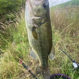 ラージマウスバス