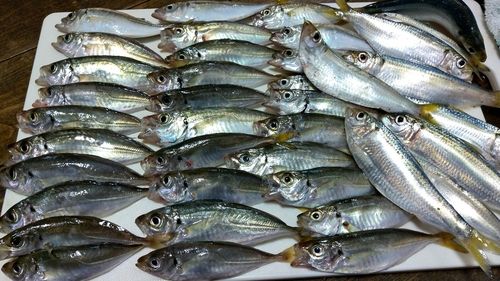 アジの釣果