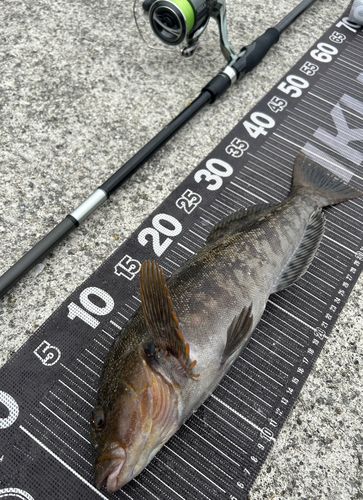 アイナメの釣果