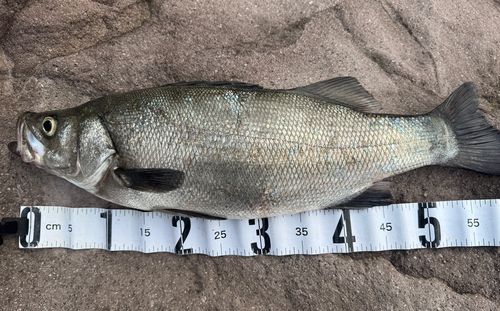ヒラスズキの釣果