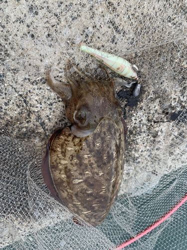 モンゴウイカの釣果