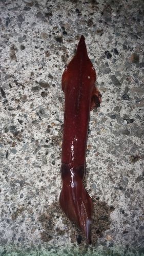 ケンサキイカの釣果