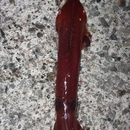 ケンサキイカ