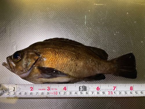 アカメバルの釣果