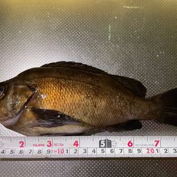 アカメバル
