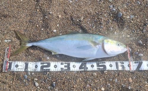 ワラサの釣果