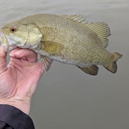 スモールマウスバス