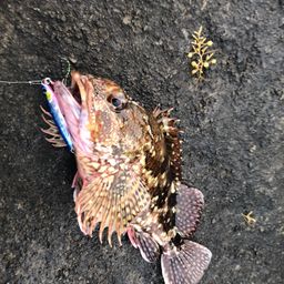 カサゴ