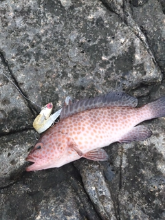 オオモンハタの釣果