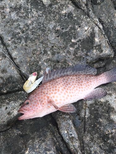 オオモンハタの釣果
