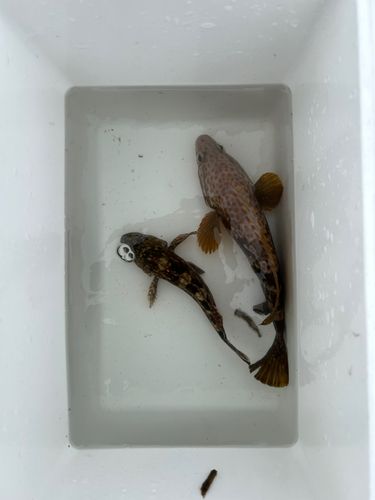 アカハタの釣果