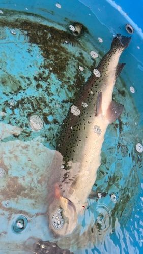 ニジマスの釣果