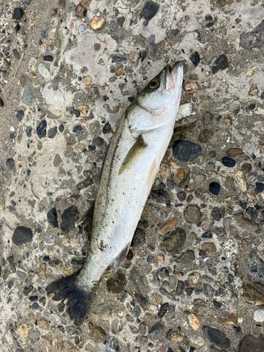 セイゴ（マルスズキ）の釣果