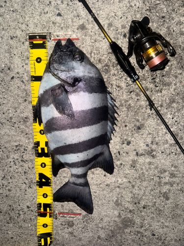 イシダイの釣果