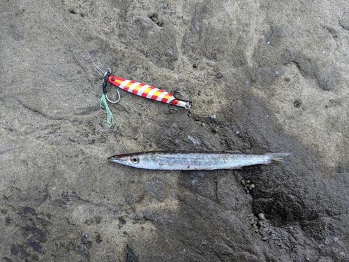 カマスの釣果