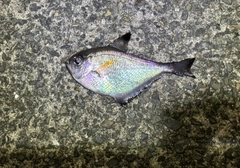 ミナミハタンポの釣果