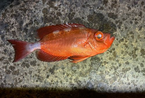 ホウセキキントキの釣果