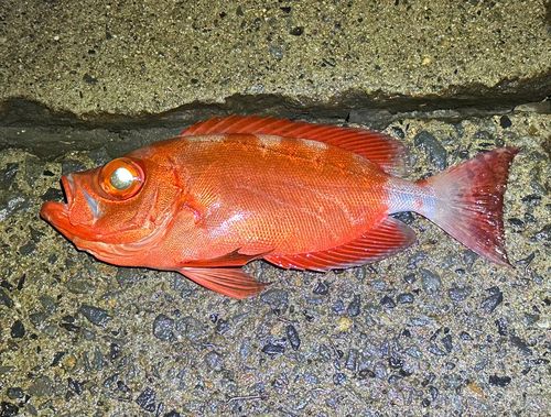 ホウセキキントキの釣果