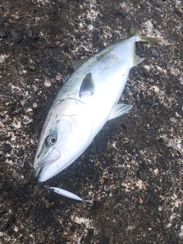 メジロの釣果