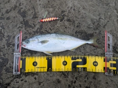 ワカシの釣果