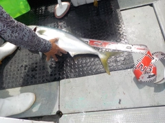 ブリの釣果