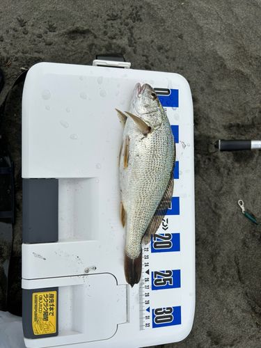 イシモチの釣果