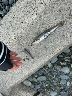 キスの釣果